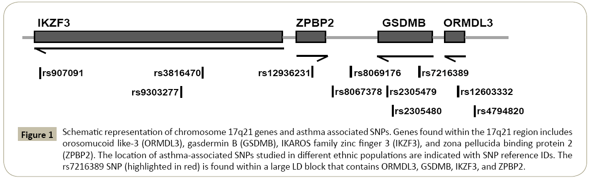 asthma-bronchitis-chromosome-genes-asthma